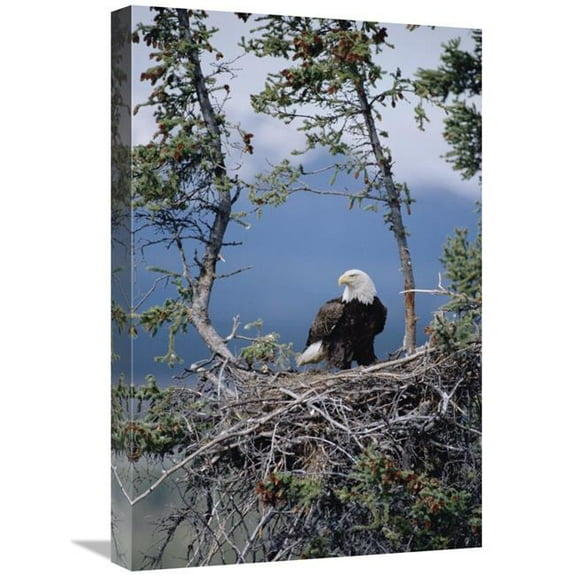 16 x 24 in. Bald Eagle Parent on Nest, Alaska Art Print - Michael Quinton