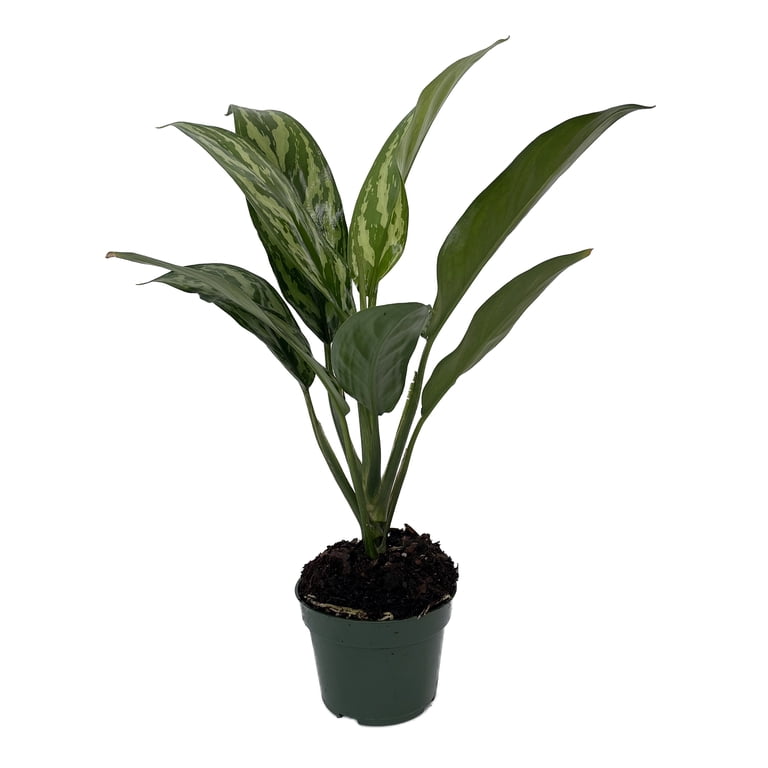 Tigress Chinese Evergreen Plant - Aglaonema - Low Light - 4" Pot -  Walmart.com