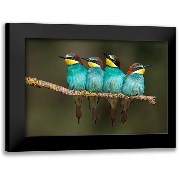 Ortega, Xavier 14x11 Black Modern Framed Museum Art Print Titled - Bee-Eater Resting