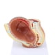 thumbnail image 3 of Laboratorio / Pelvis Humana 1: 1 Y Modelo de Desarrollo Fetal de Feto de Bebé, 3 of 7