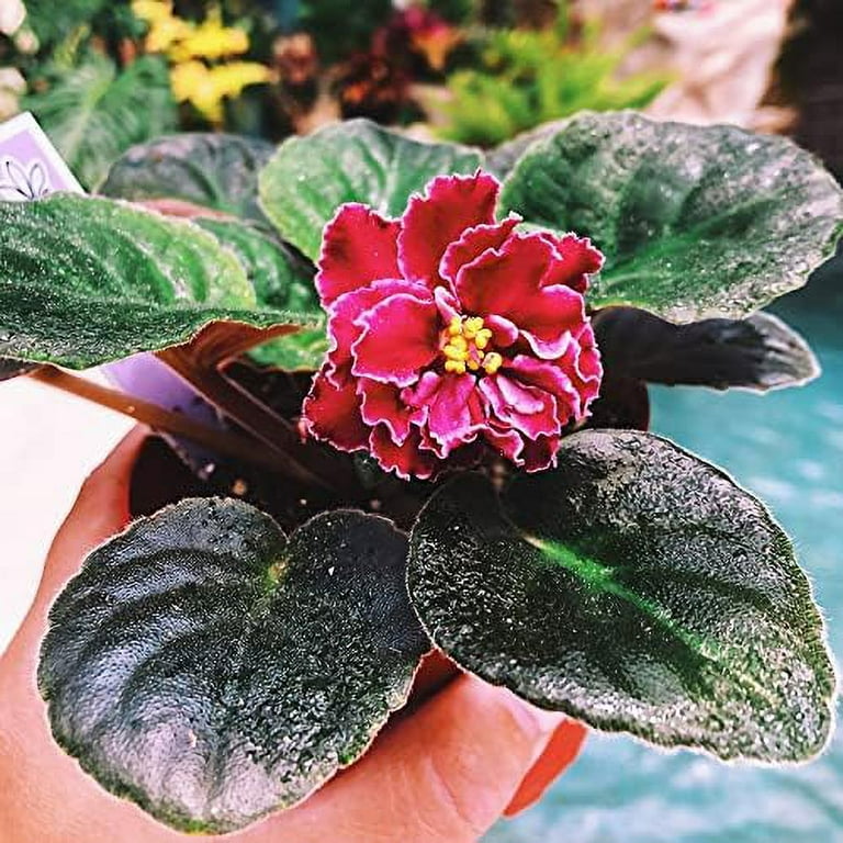 CHUXAY GARDEN Red African Violets Saintpaulias 100 Seeds Long Lived Plants Grow as House or Conservatory Plants Lovely Flowers Decorate The Room