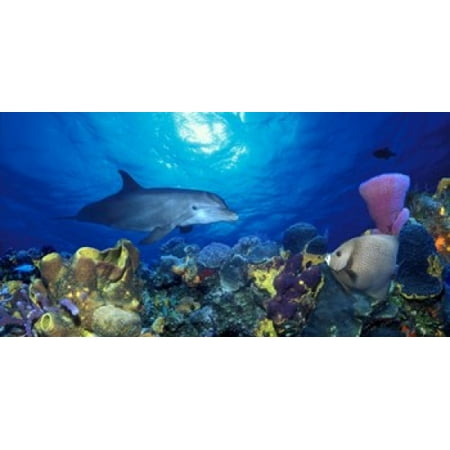 Bottle-Nosed dolphin and Gray angelfish on coral reef in the sea Poster