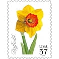 thumbnail image 2 of Daffodil 37 Poster Print by  US, 2 of 2