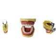 thumbnail image 6 of Techtongda Tooth Teaching Giant Teeth Model Extractions of Education Removable, 6 of 6