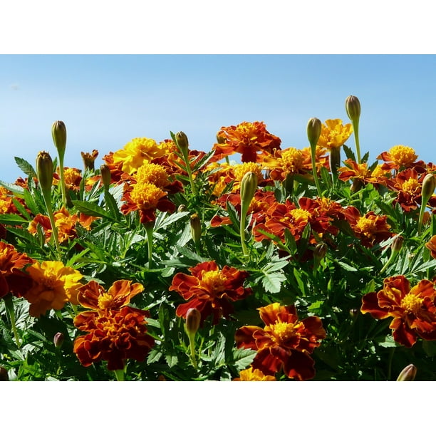 Marigold Marigolds Turkish Carnation Dead Flower20 Inch By 30 Inch