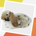 thumbnail image 4 of Living Nature Brown Dutch Lop Eared Rabbit , Realistic Soft Cuddly Bunny Toy, Naturli Eco - Friendly Plush, 10 Inches, 4 of 15