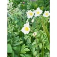 thumbnail image 3 of White Bride Anemone Bulbs for Planting - Easy to Grow Perennial Flower Bulbs - Colorful Spring Flowers (50 Bulbs), 3 of 5