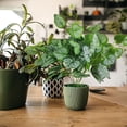 thumbnail image 3 of BotaniNest Fausses Vignes de Verdure Pothos Feuilles pour Mur Intérieur Cour, 3 of 6