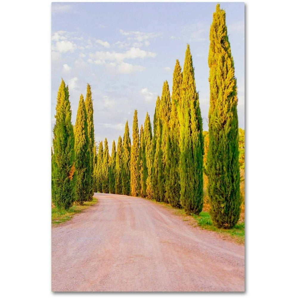 Trademark Fine Art 'Italian Cypress Trees' Canvas Art by Ariane
