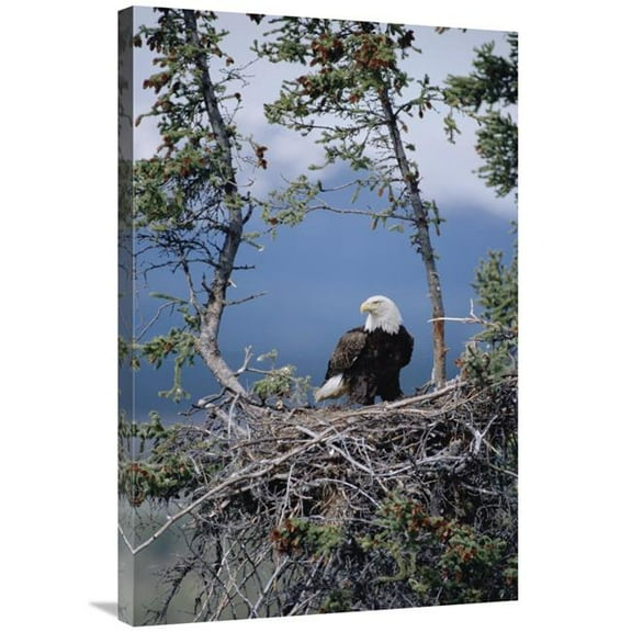 24 x 36 in. Bald Eagle Parent on Nest, Alaska Art Print - Michael Quinton