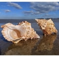 thumbnail image 4 of Concha de mar natural, decoración de mesa de boda, decoración del hogar, decoración de mesa de cena, conchas marinas, abalorios artesanales para manualidades, adornos de vieira, arte, 4 of 5