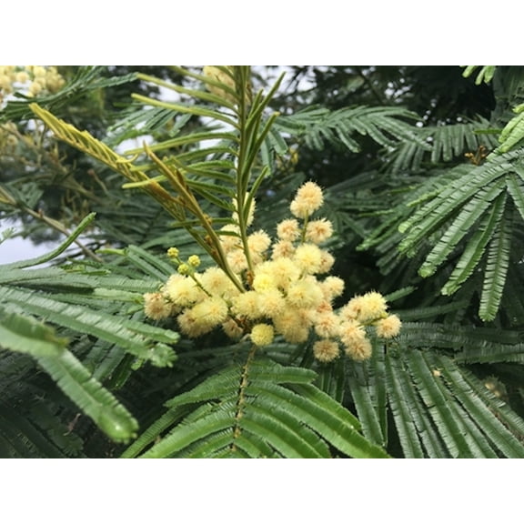 Seed Pack - -20 SEEDS -Late Black Wattle Tree Seed -See Description Below-Drought Tolerant - Acacia mearnsii=Serendipity Seeds