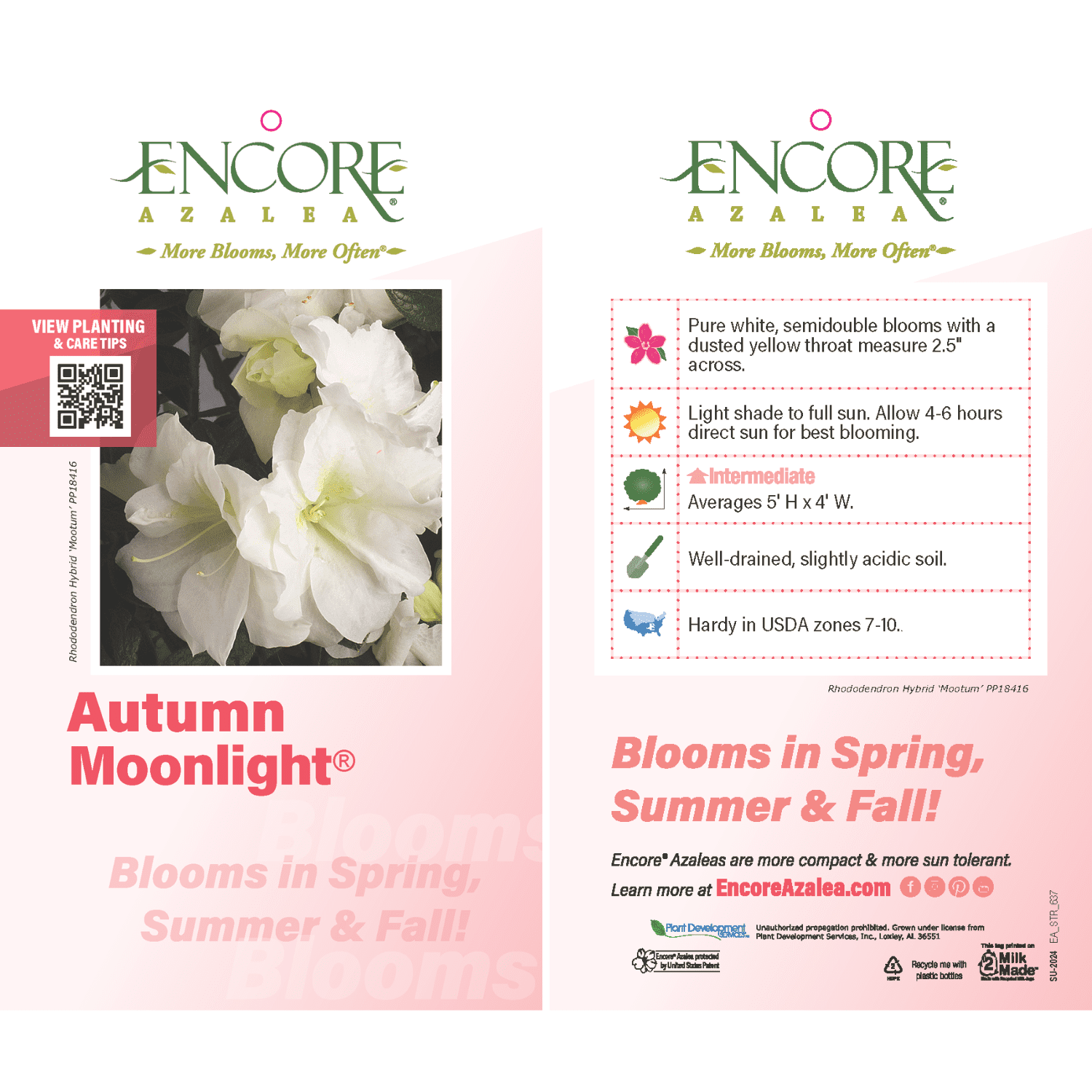 Encore Azalea Autumn Moonlight (3 Gallon) White Flowering Shrub
