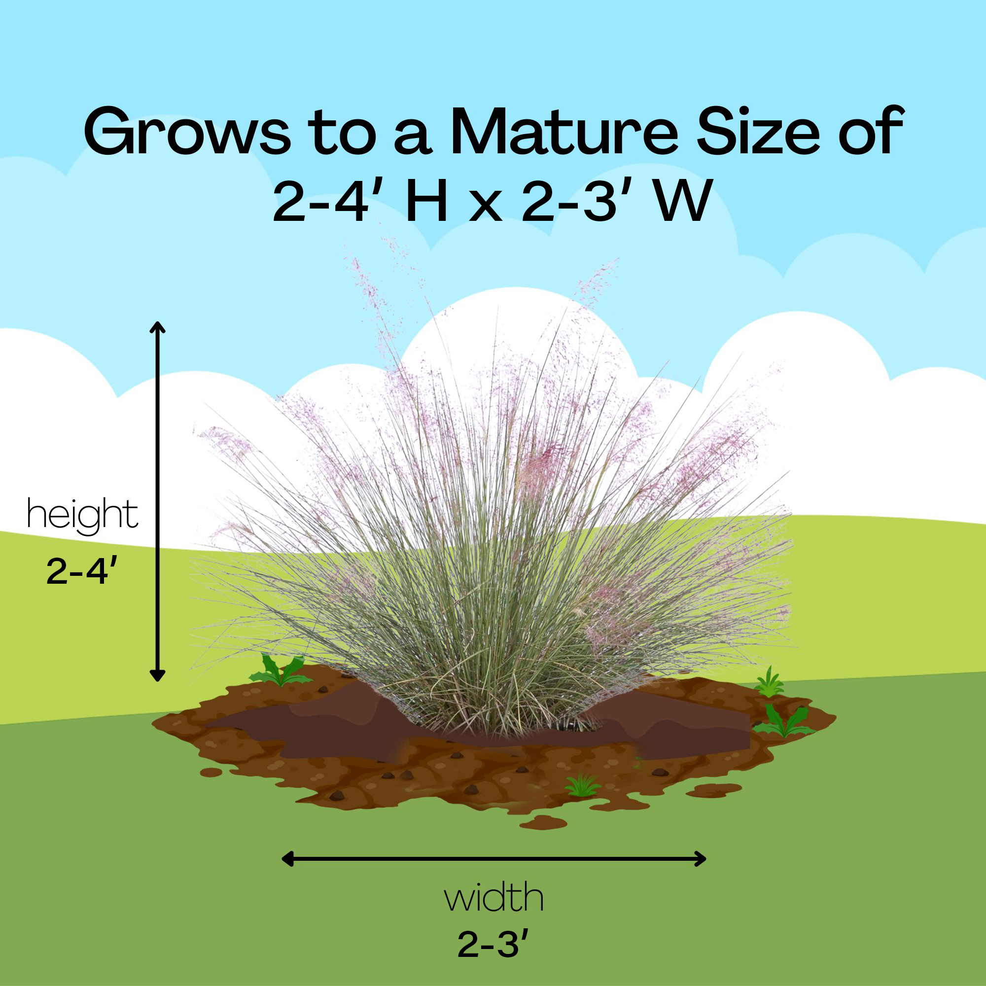 Pink Muhly Grass Live Plant (2.25 Gallon)
