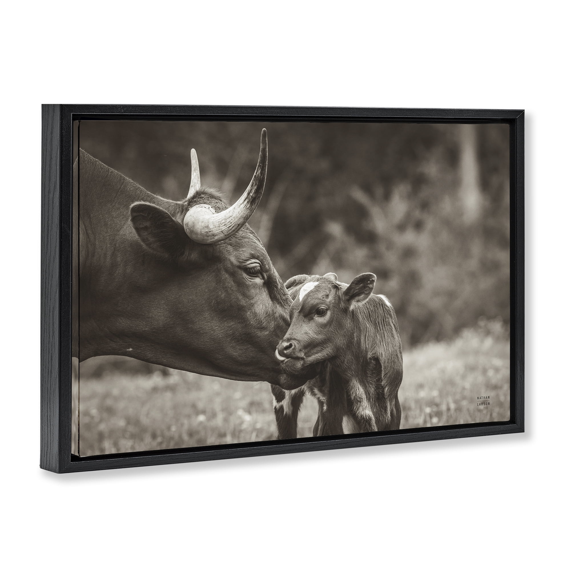 Stupell Industries Longhorn Kiss Photography Animals Photography Black Floater Framed Canvas Art Print Wall Art, 31 x 21