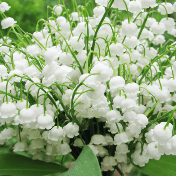 Lily of the Valley Live Plant Roots, 10 Count, Fragrant White Flowers