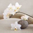 thumbnail image 2 of Chatelain, Sonia 26x26 Gold Ornate Wood Framed with Double Matting Museum Art Print Titled - White orchid, 2 of 4