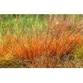thumbnail image 2 of 200 PRAIRIE DROPSEED Ornamental Native Grass Sporobolus Heterolepis Seeds, 2 of 10