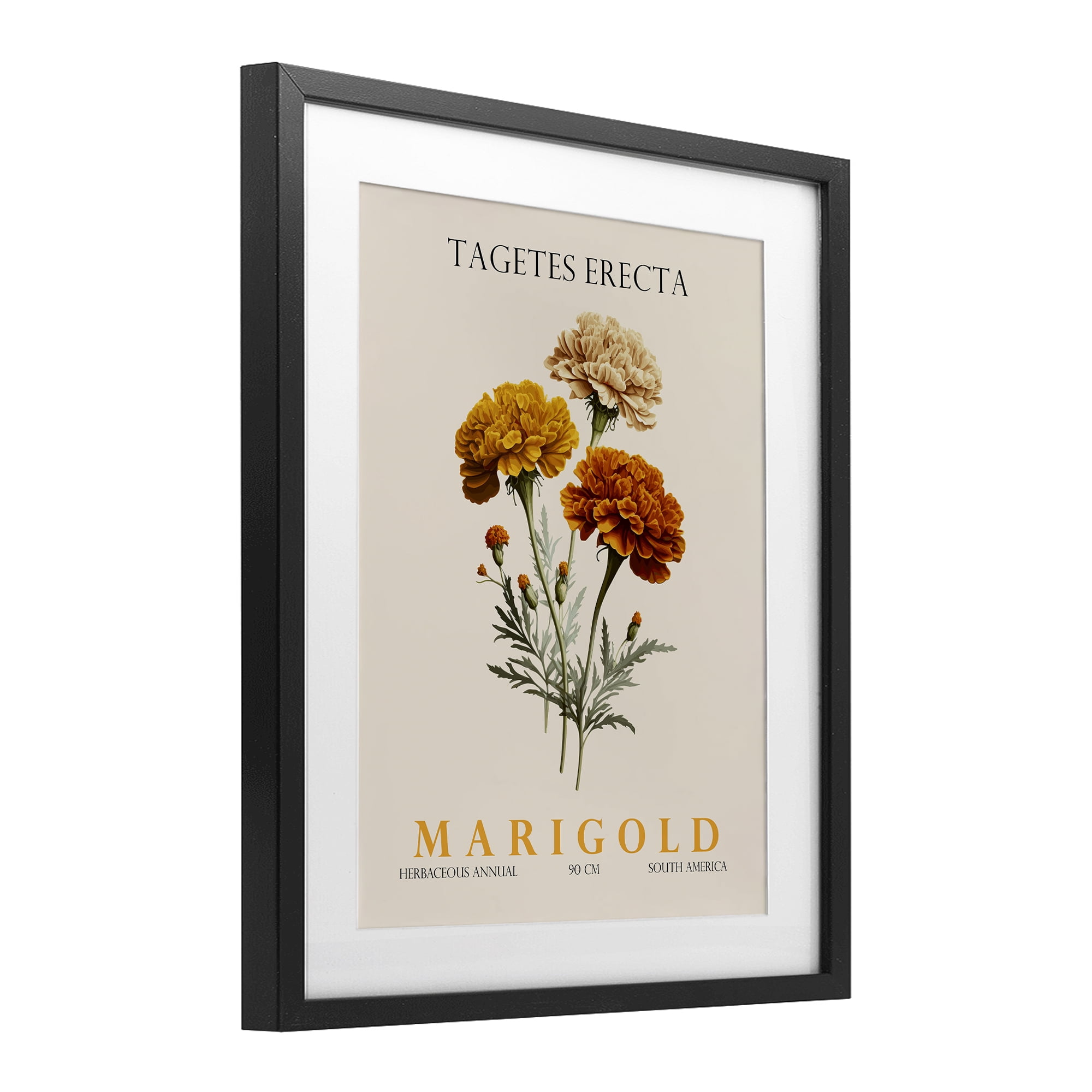 Stupell Industries Natural Marigold Bundle Black Framed Print Under Glass, design by Christopher Giampietro