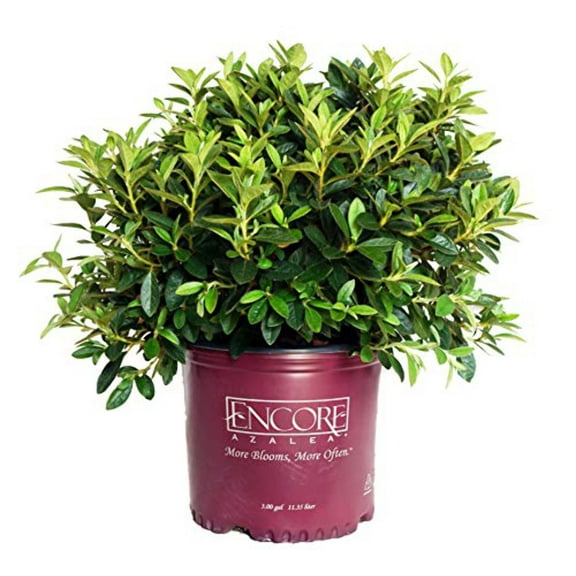 Encore� Autumn Lily� Reblooming Azalea