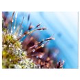 thumbnail image 2 of Fleurs de Mousse Abstraites en Été Printemps - Impression sur Toile Paysage, 2 of 3