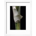 thumbnail image 2 of Bambusa Multiplex Alphonse Karr Bamboo  Shoot, Botanical Framed Art Print Wall Art by Paul Starosta Sold by Art.Com, 2 of 6