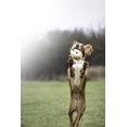 thumbnail image 2 of Peluche interactivo para perros Pet Qwerks Charling Hedgehog, 2 of 3