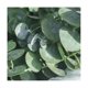 thumbnail image 5 of 20 plantas de eucalipto JINMJMXG Verde natural 17 pulgadas, 5 of 5