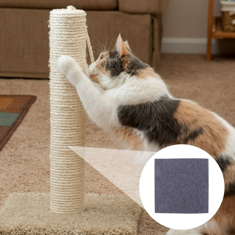 Floor Cat Keeps Clawing Carpet Calico Cat Scratching Nails On