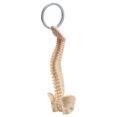 thumbnail image 5 of Human Spine Model Keychain Miniature Skeleton Keyring Handmade Gift for Doctors Students and Anatomical Collectors, 5 of 9