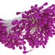 thumbnail image 4 of 150 Estambres florales de doble punta Relleno de flores Artesanía de azúcar Zulema Estambres, 4 of 8