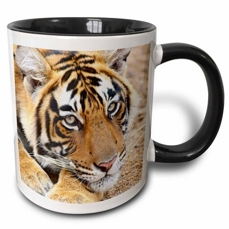 3drose, Royal Bengal Tiger, Ranthambhor National Park, India-as10 Jra0315 - Jagdeep Rajput, 11oz Two-tone Black Mug