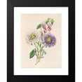 thumbnail image 2 of James Ackerman 11x14 Black Modern Framed Museum Art Print Titled - China-Aster and Fuchsia (1847), 2 of 5