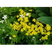 500 Organic GOLDEN FLAX Yellow Linseed Common Linum Flavum Flower Seeds