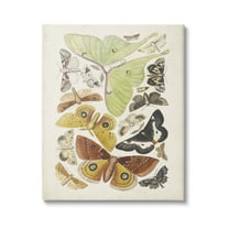 Stupell Industries Various Moth Species Insect Patterns Graphic Art Gallery Wrapped Canvas Print Wall Art, Design by World Art Group