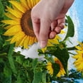 thumbnail image 4 of FREEAMG Summer Sunflower Flowers Floral Jigsaw Puzzles for Adults 1000 Pieces Puzzle Buffalo Games, 4 of 7