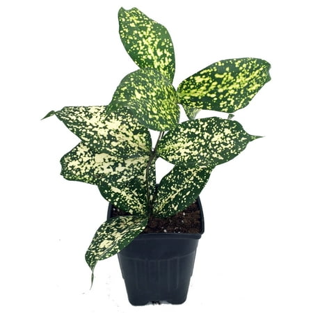 Japanese Bamboo Florida Beauty Dracaena - 3" Pot- Easy to Grow House Plant