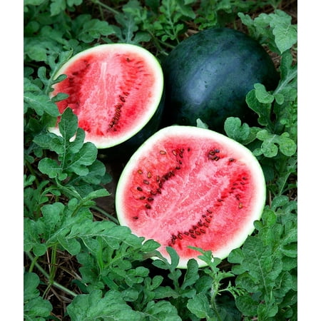 Bonnie Plants Sugar Baby Watermelon 19.3 oz.