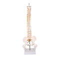 thumbnail image 3 of Modelo de vertebral de aprendizaje del modelo de la médula espinal, herramienta de educación, modelo de vertebral de 45 cm para el, 3 of 8