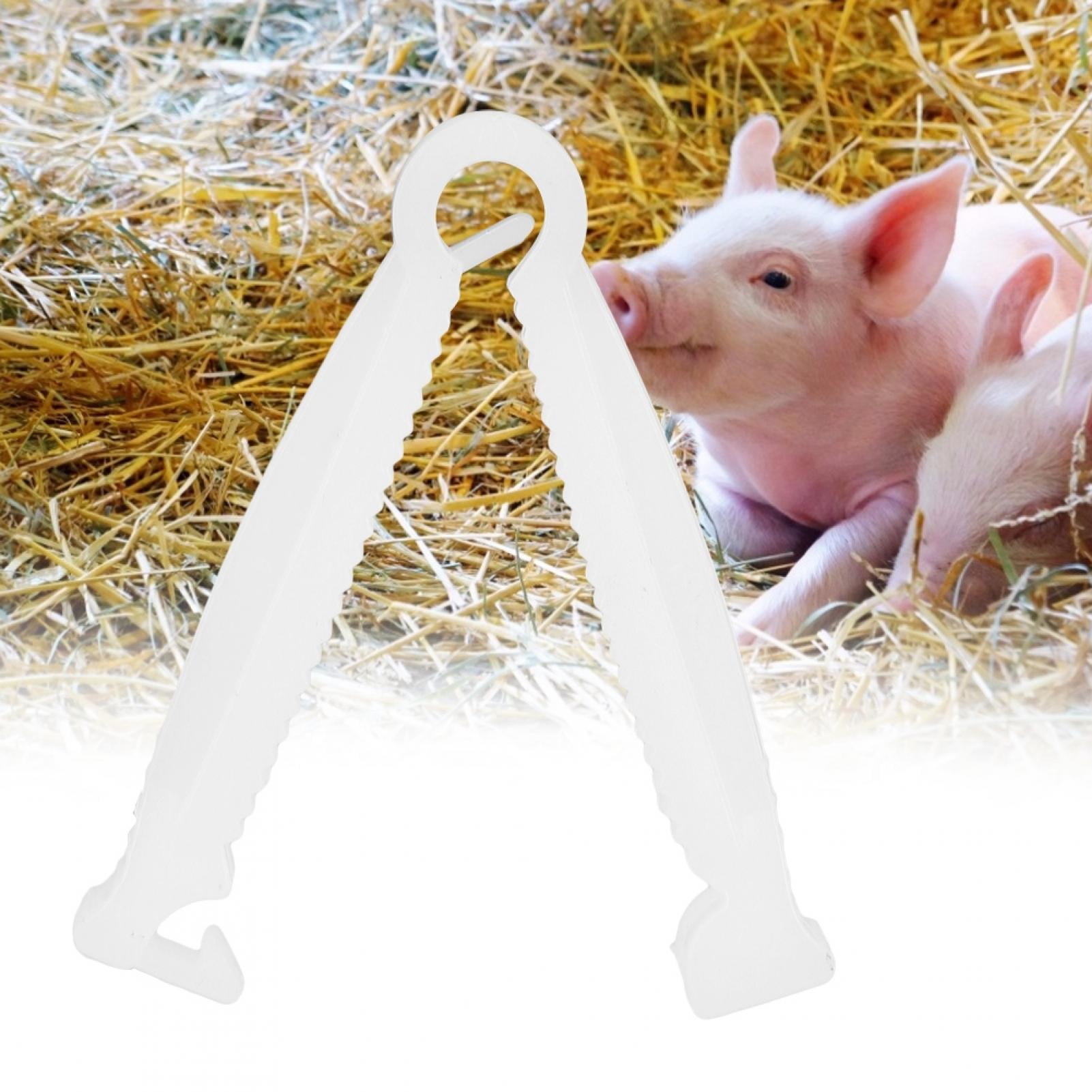 Where Do You Cut The Umbilical Cord On A Puppy