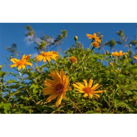 Posterazzi PDDCA14LEN0287 Tropical Yellow Flowers Bavaro Higuey Punta Cana Dominican Republic Poster Print by Lisa S. Engelbrecht