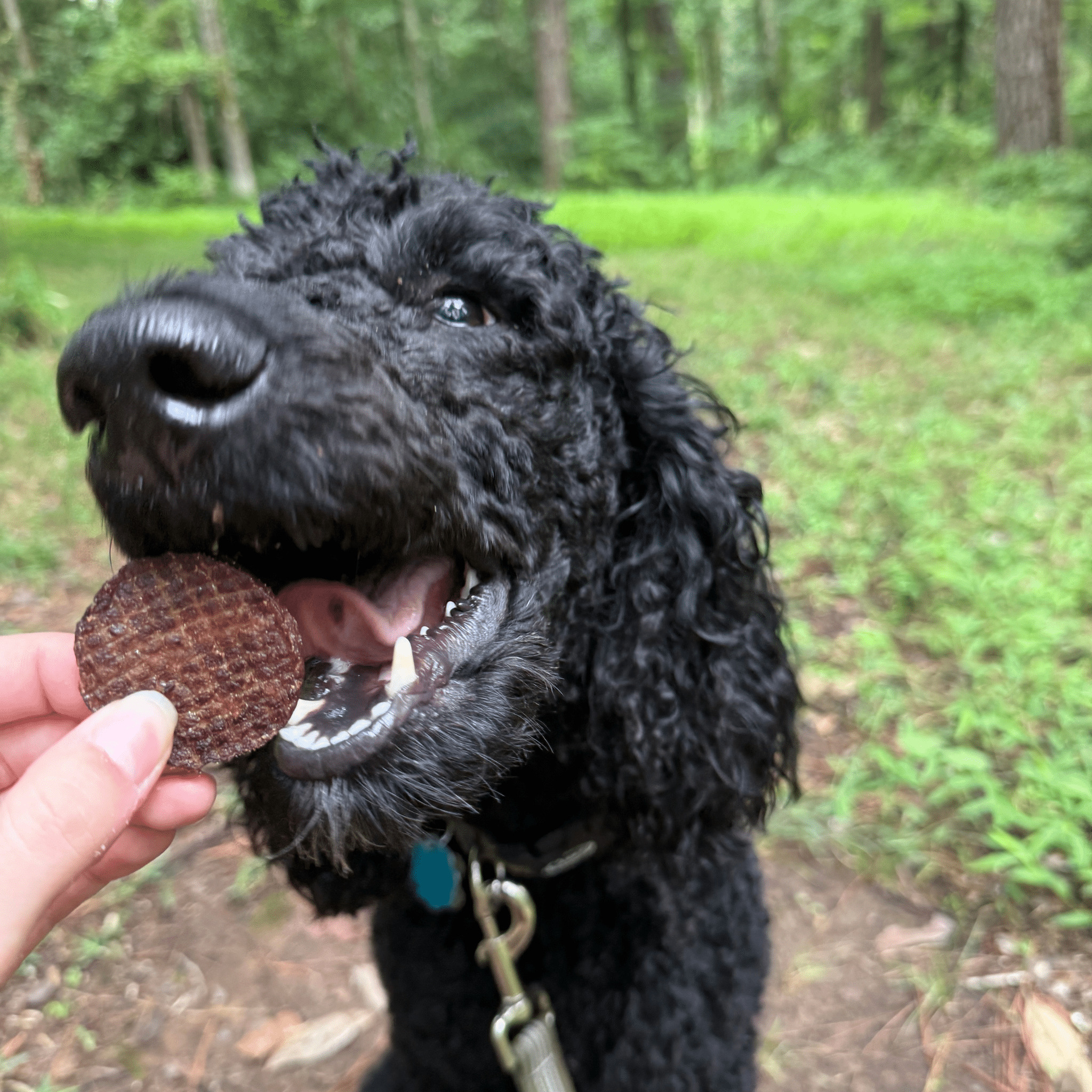 Farm To Pet Beef Chips Crunchy Dog Treats, 12 Oz photo 4