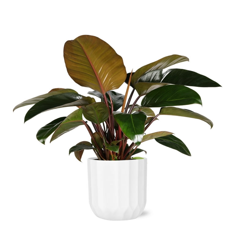 8 Philodendron Imperial Red,Grower Pot Live Plant - Walmart.com