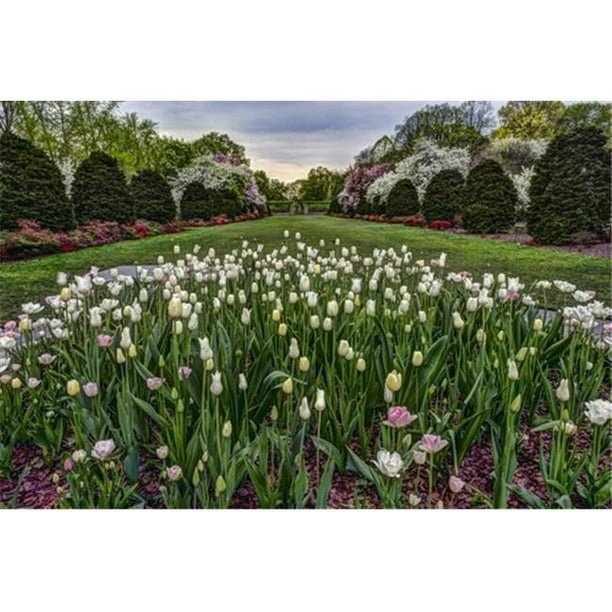 Posterazzi DPI12284603 Jardin de Tulipes Brooklyn Jardin Botanique - New York City États-Unis d'Amérique Affiche Imprimée par F. M. Kearney, 19 x 12
