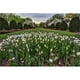 Posterazzi DPI12284603 Jardin de Tulipes Brooklyn Jardin Botanique - New York City États-Unis d'Amérique Affiche Imprimée par F. M. Kearney, 19 x 12 – image 1 sur 1