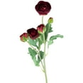thumbnail image 3 of Northlight Real Touch™ Red Ranunculus Artificial Floral Sprays, Set of 6 - 21", 3 of 9