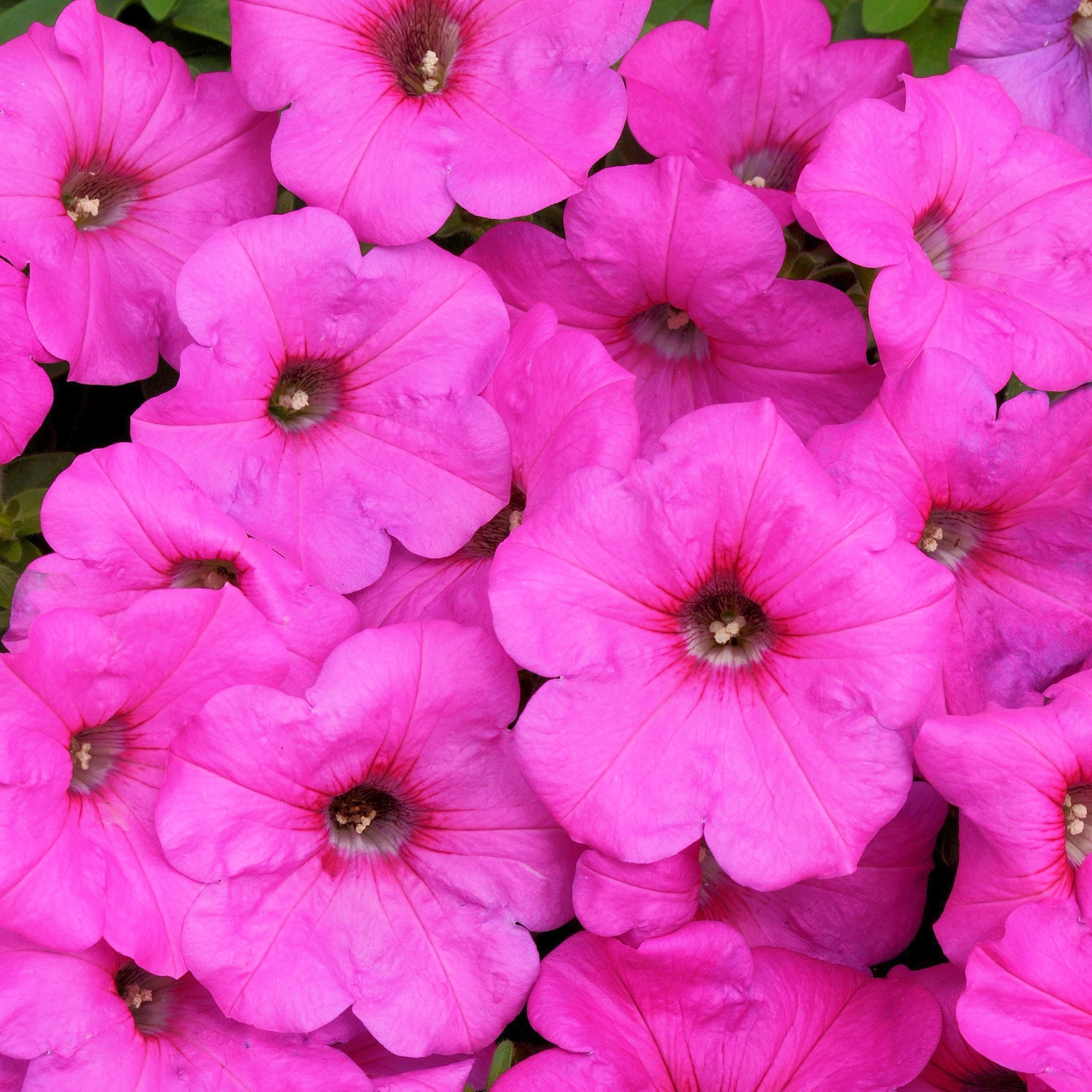 2.5 in. Petunia Easy Wave Neon Rose Petunia Live Annual Plant with Pink Flowers (6-Pack)