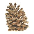 thumbnail image 2 of Reed, Tara 15x15 Black Ornate Wood Framed with Double Matting Museum Art Print Titled - Home for the Holidays icon VIII-Pinecone 2, 2 of 4