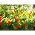 thumbnail image 4 of 50 Graines de Piment TABASCO Rouge Capsicum Fruitescens Légumes, 4 of 5