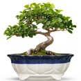 thumbnail image 1 of Maceta de cerámica para bonsáis Planter Teagas de 11 pulgadas con orificio de drenaje, 1 of 8